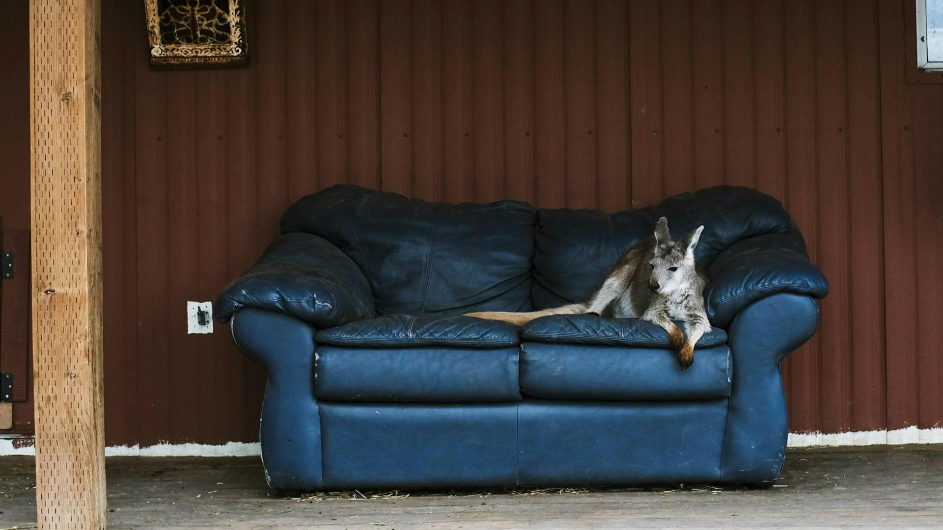 A kangaroo lounges on a blue couch under a rustic wooden structure, creating a whimsical scene.
