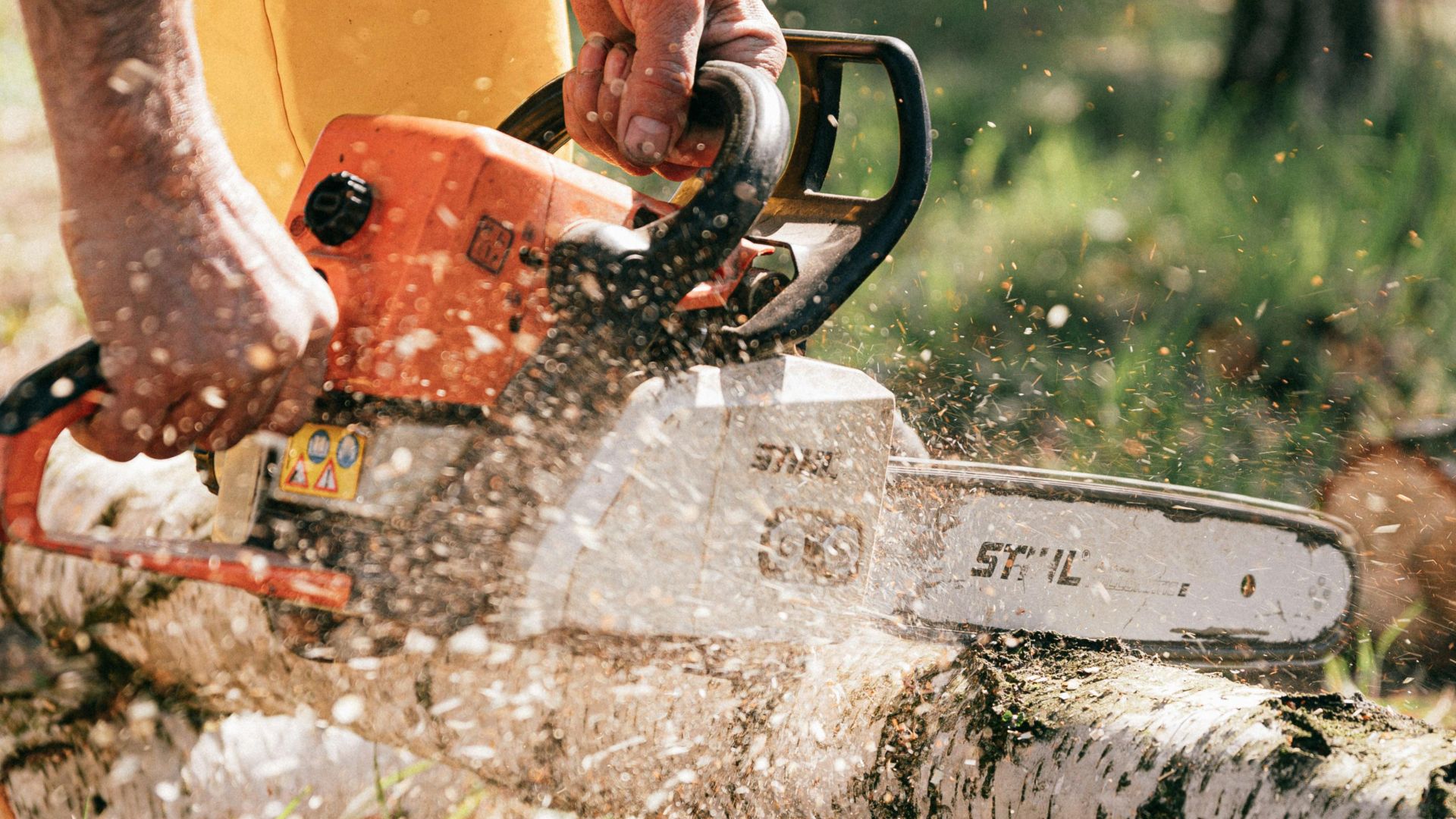 Focused lumberjack using a chainsaw to cut logs in a sunny forest clearing.