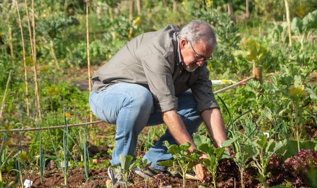 Elderly man tending to his vegetable garden in Portugal during a sunny day.