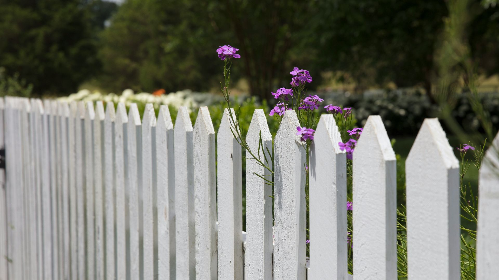 pink petaled flowers blooms near fence