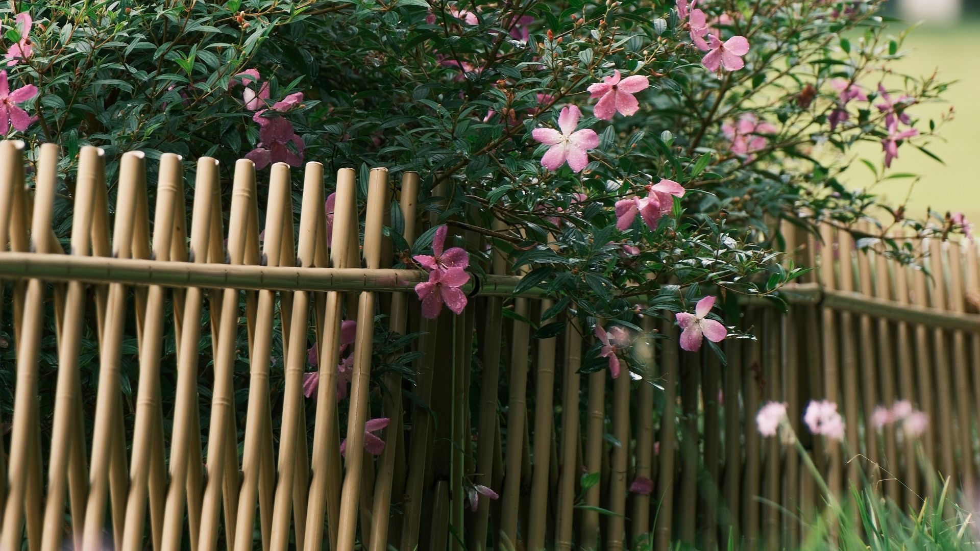 A blooming bush behind a bamboo fence