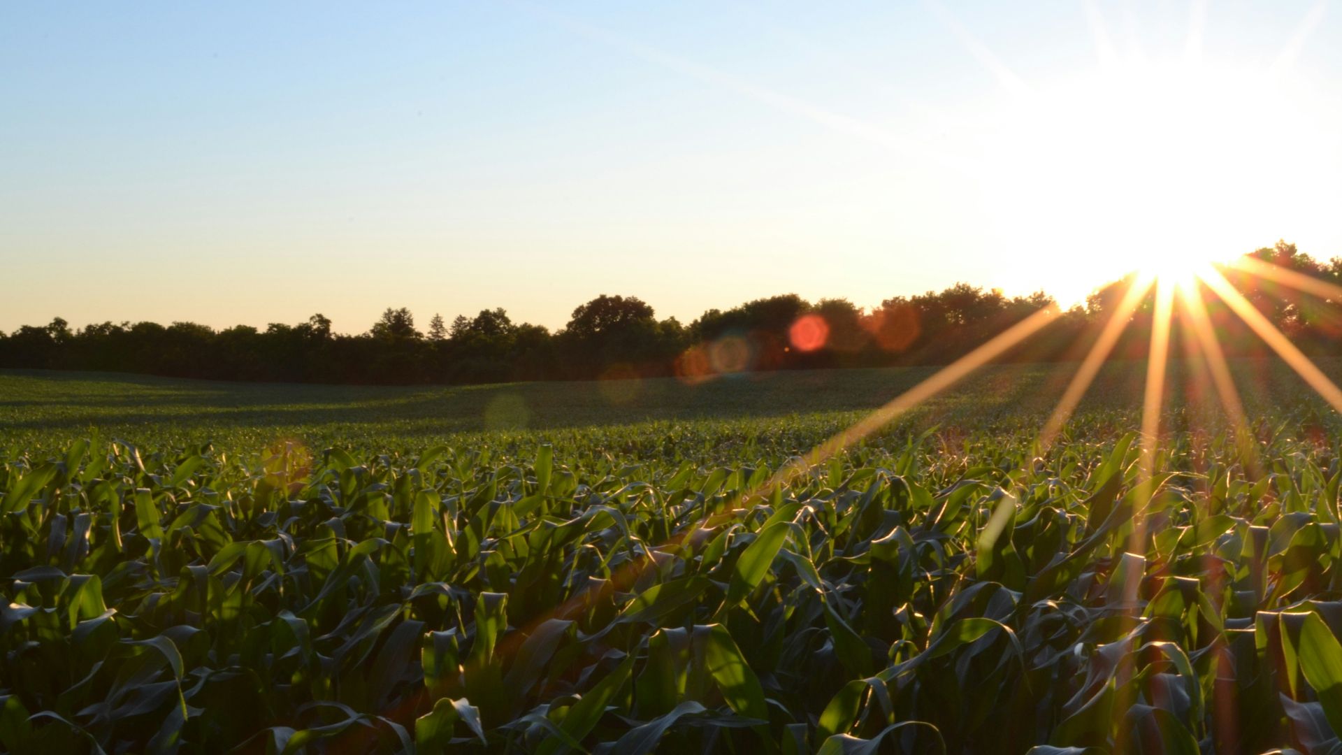 corn field under clear sky