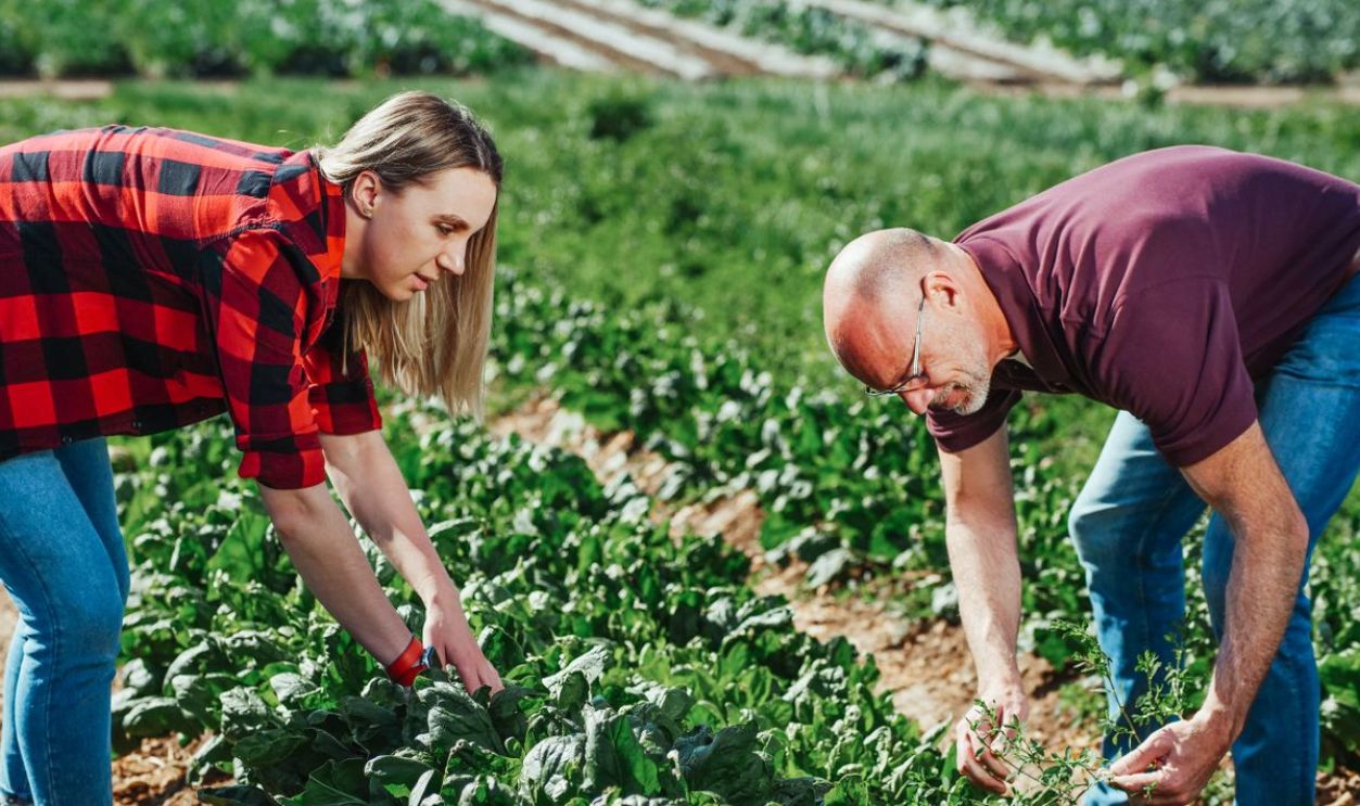 Two farmers harvesting spinach in an outdoor field during the day.