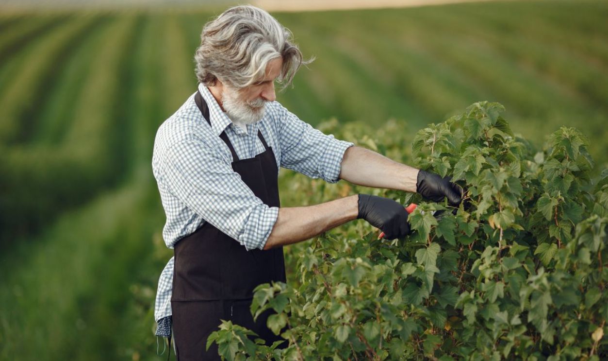 Senior farmer pruning plants in a field with focus and care.