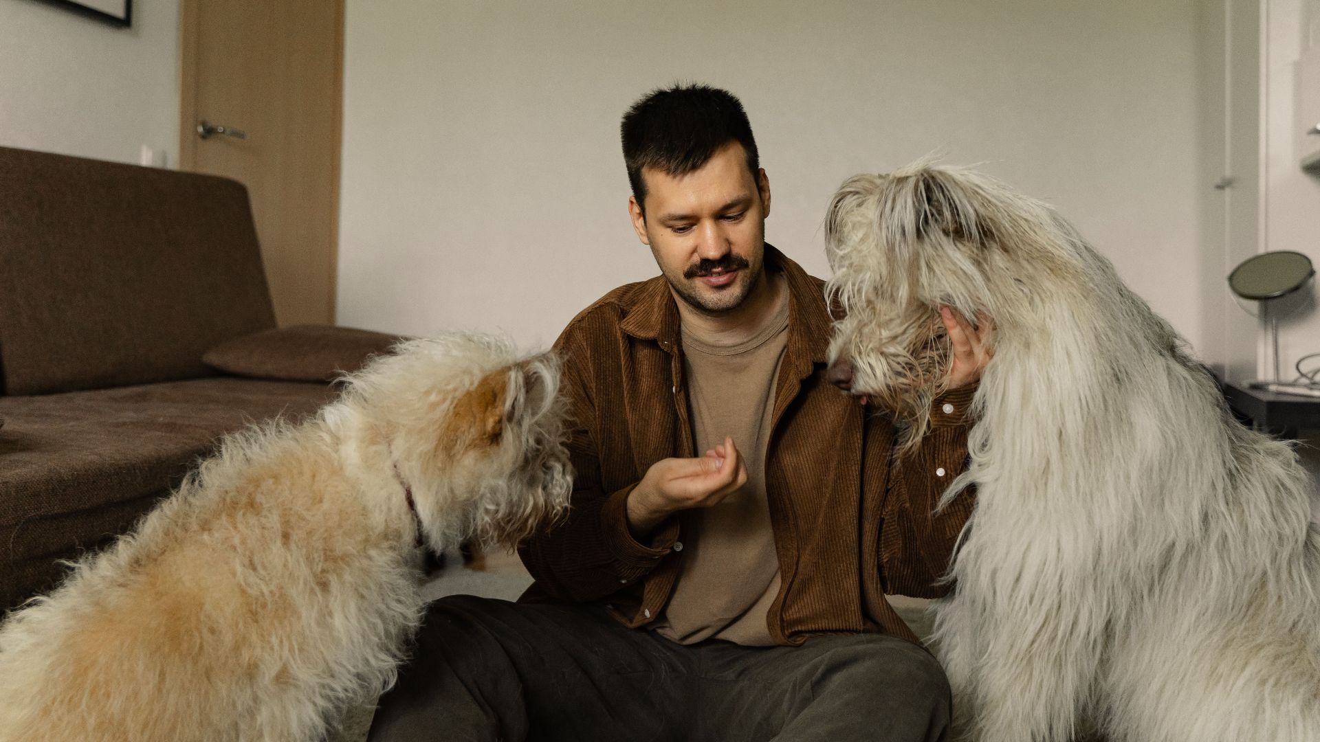 A man sits with two fluffy dogs, interacting and feeding them indoors.
