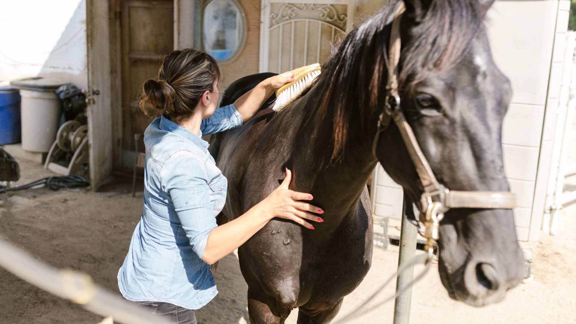 A woman gently brushes a horse in an outdoor stable environment, showcasing equestrian care.