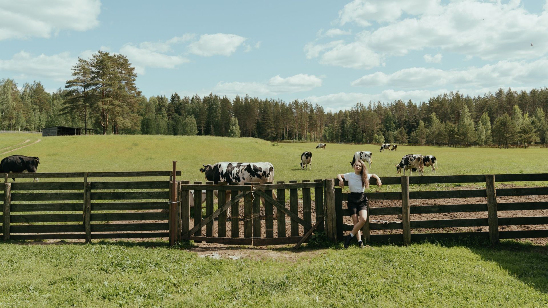 Idyllic summer scene of cows grazing in a lush, open field under a bright sky.