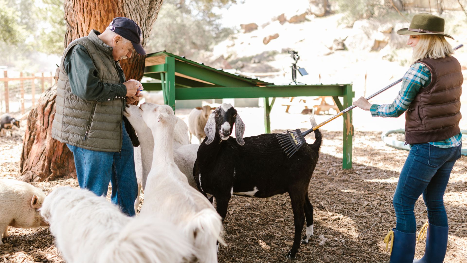 Two people engaging with goats on a sunlit farm, showcasing animal care.