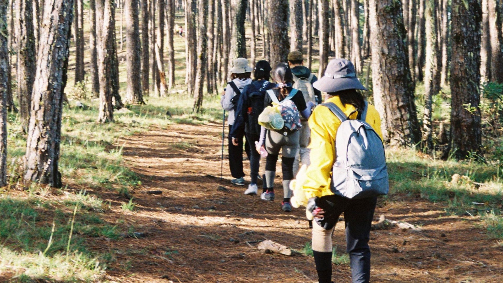 A group of hikers exploring a serene forest trail on a sunny day, surrounded by tall trees.