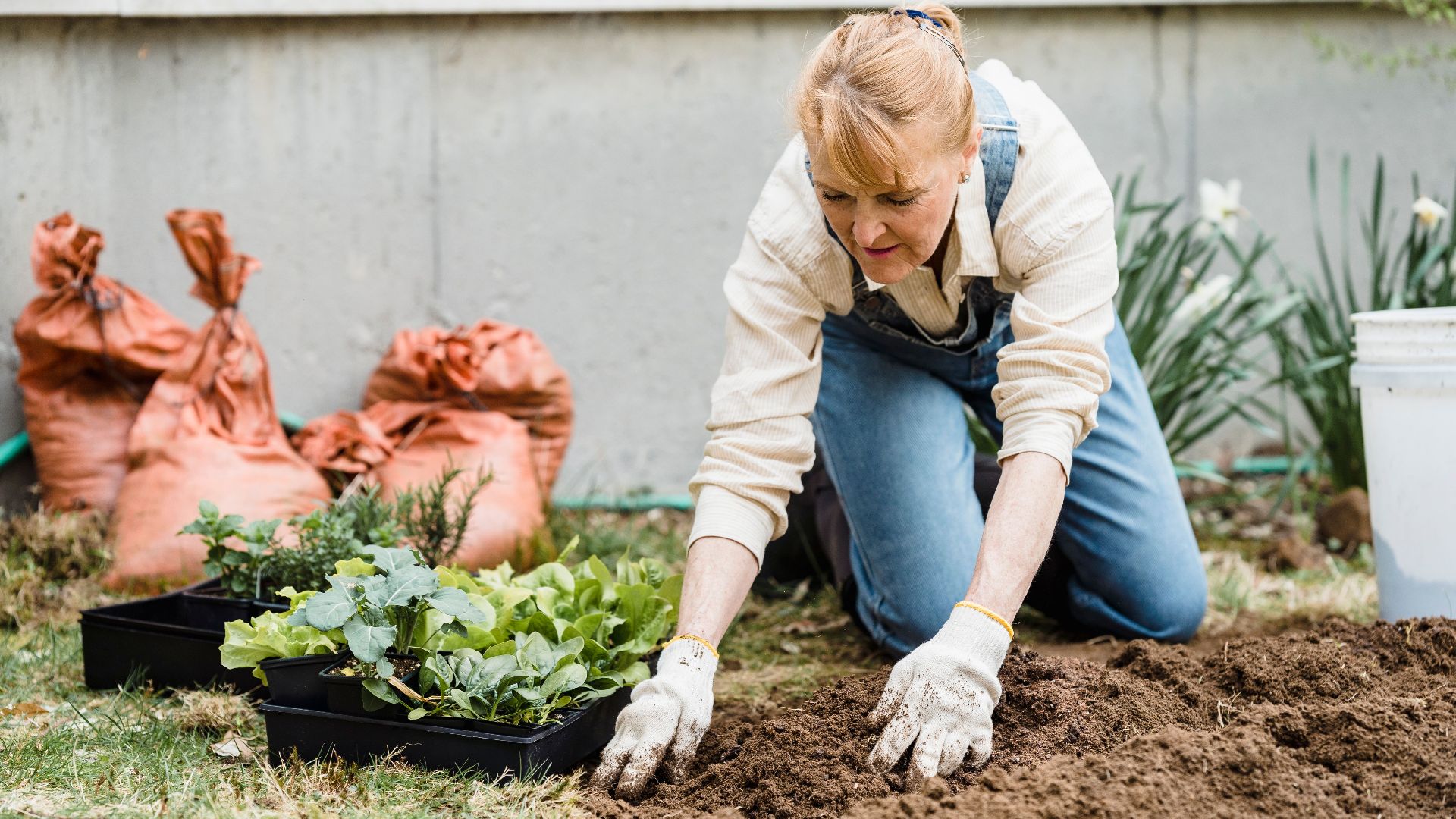 Senior woman kneeling in a garden, planting small plants in soil with protective gloves on.