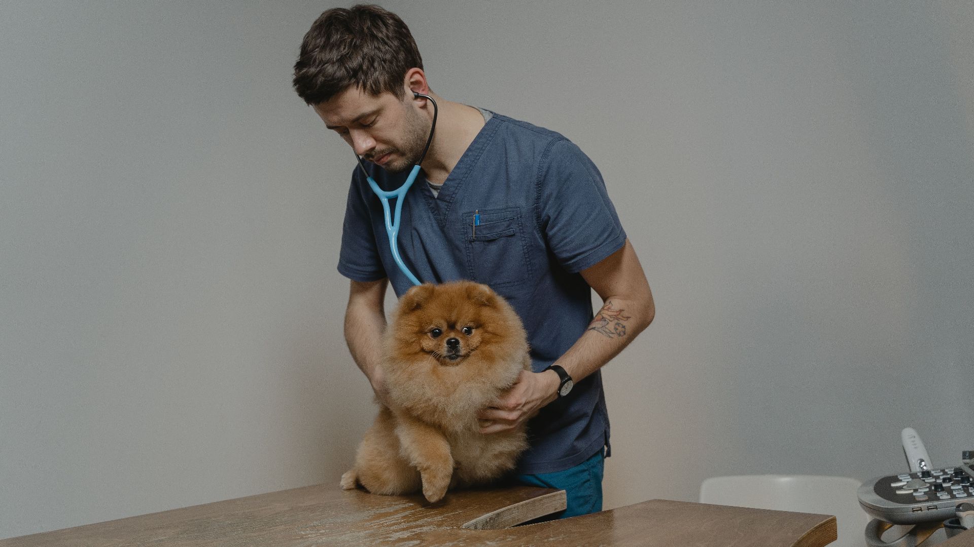A veterinarian checks a Pomeranian dog using a stethoscope in a clinic setting.
