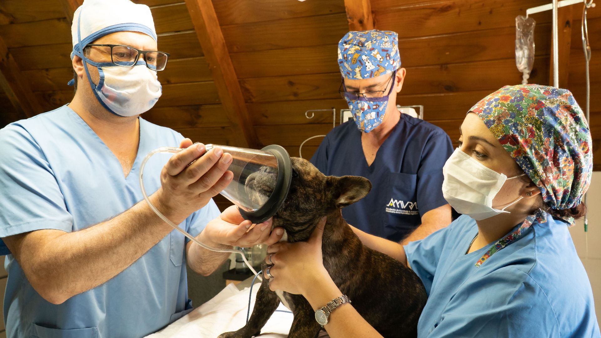 Veterinarians in a clinic preparing a French Bulldog for anesthesia treatment.
