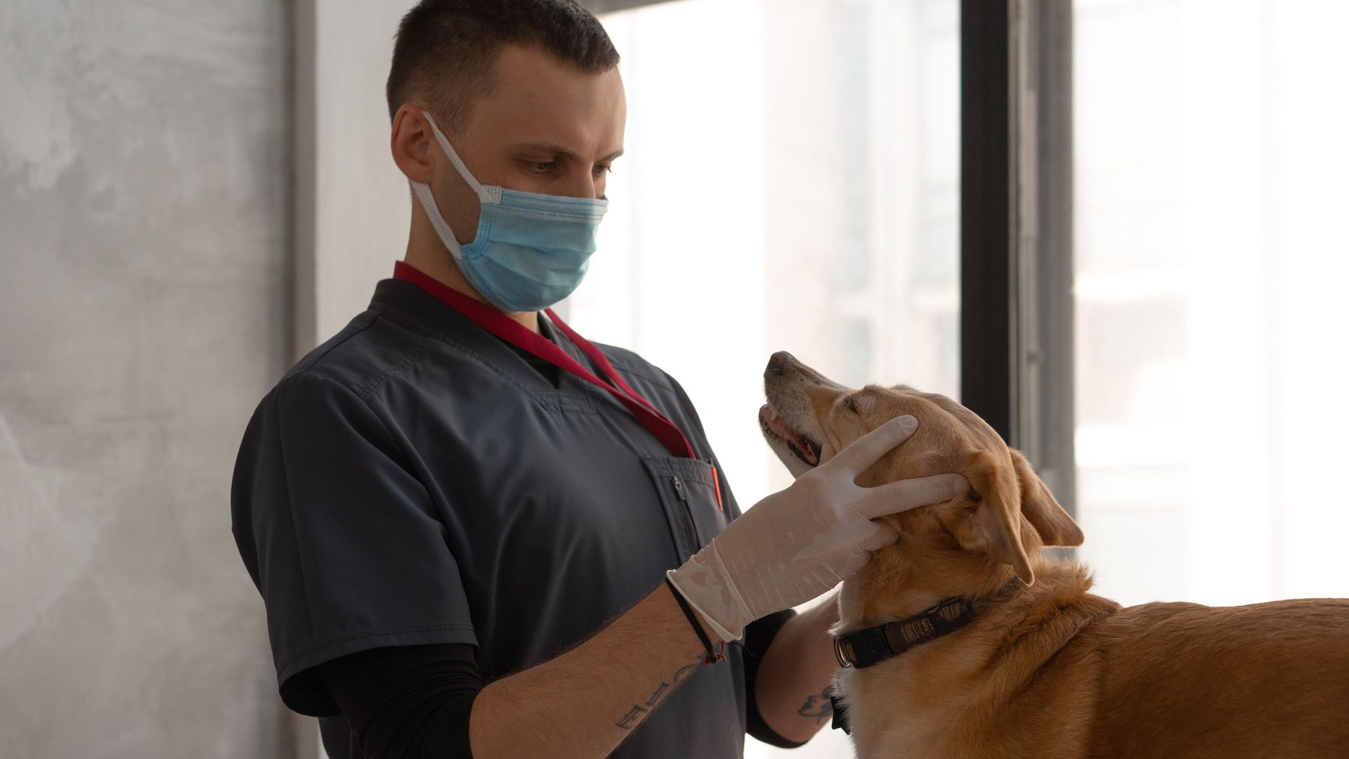 A veterinarian wearing a mask examines a dog indoors, focusing on patient care.