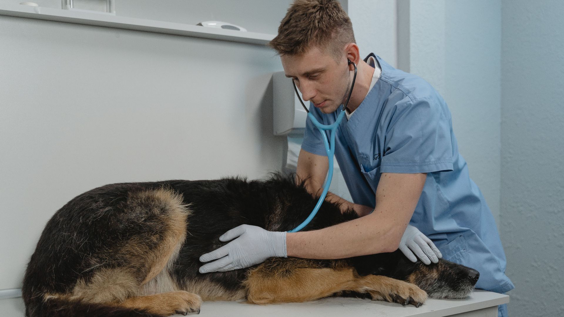 A veterinarian checks a German Shepherd's health using a stethoscope on a clinic table.