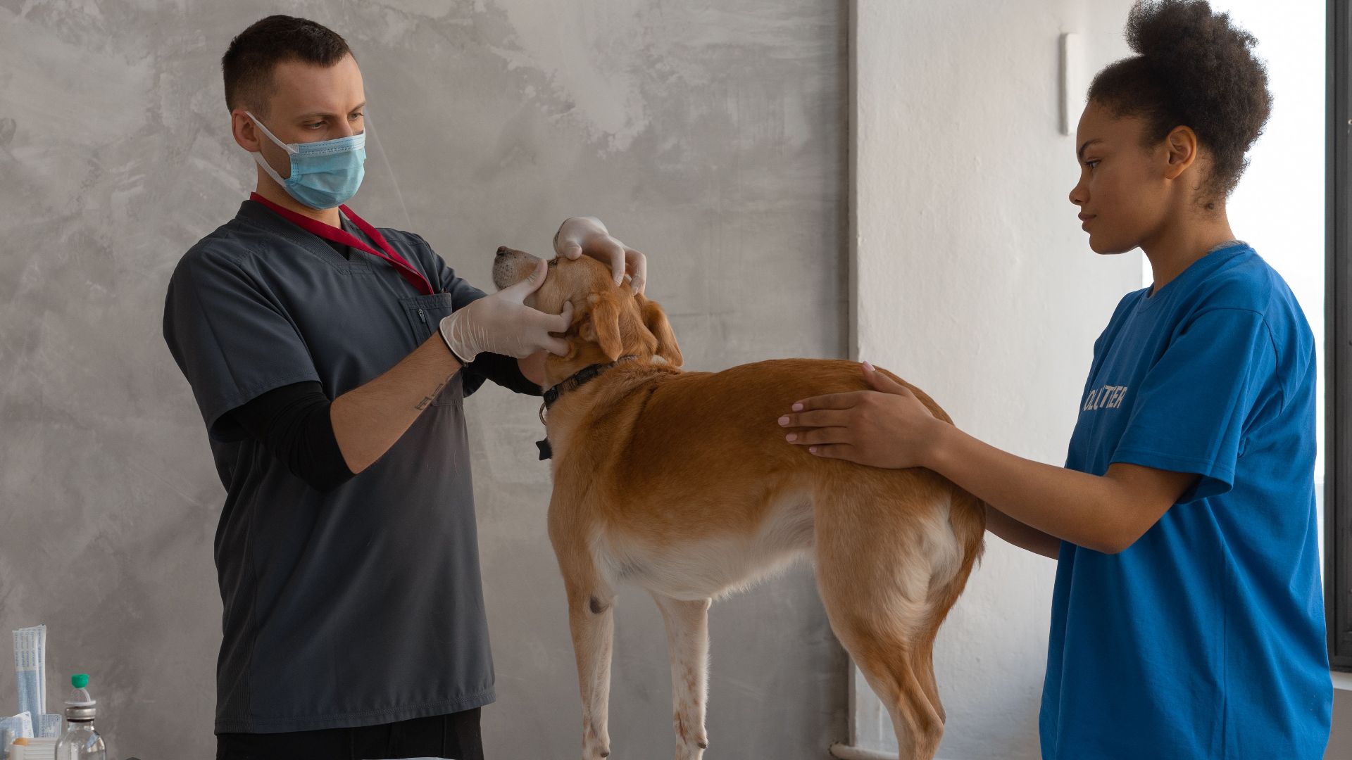 Veterinarian examines a dog assisted by a professional in a clinic setting.