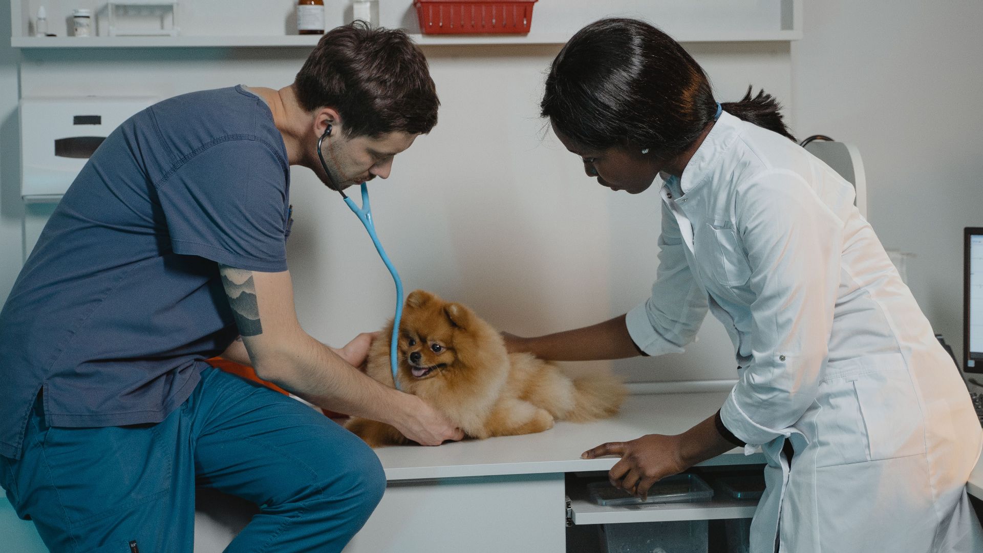 Veterinarian team examining a Pomeranian dog at a clinic, ensuring pet health.
