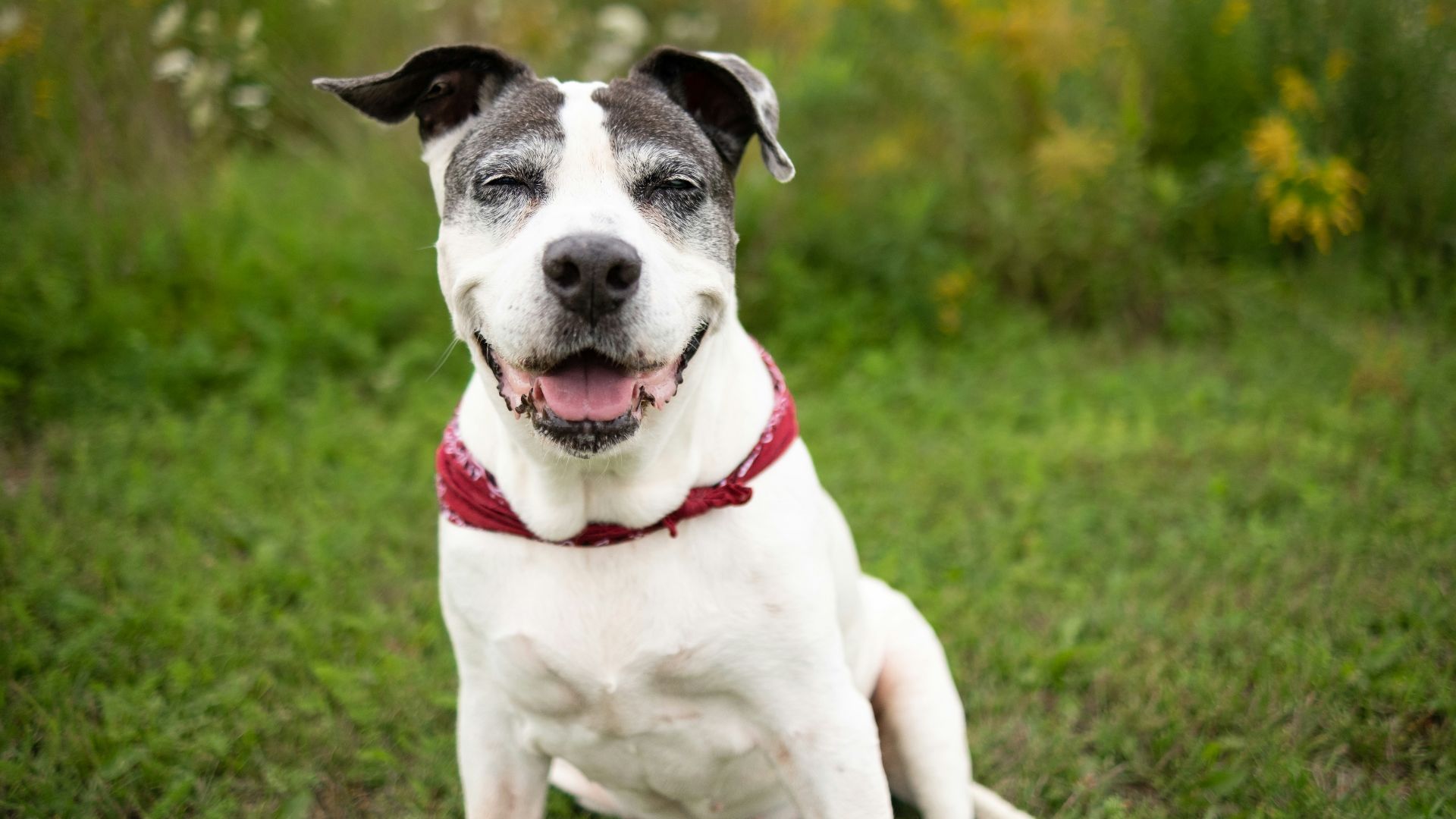 a dog sitting in a grassy area