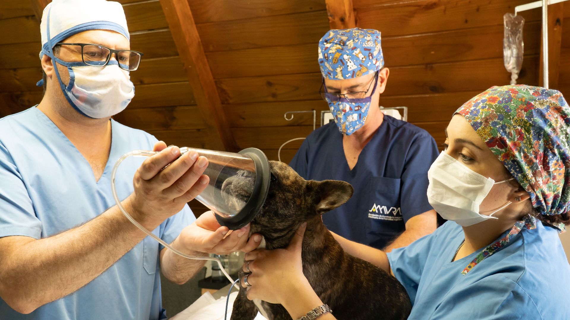 Veterinarians in a clinic preparing a French Bulldog for anesthesia treatment.