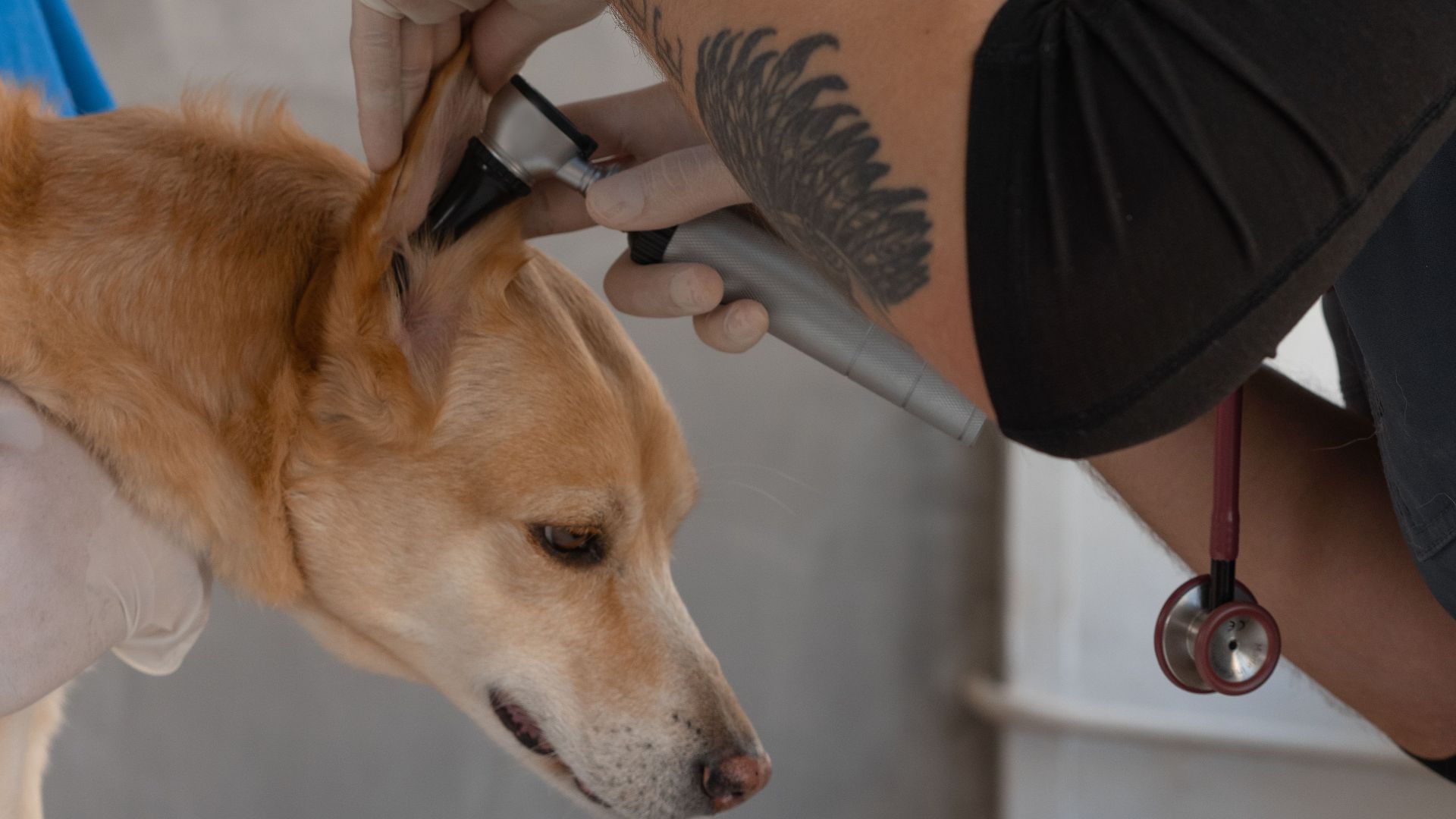 Veterinarian wearing mask examines a dog's ear with precision. Professional care in a clinic setting.