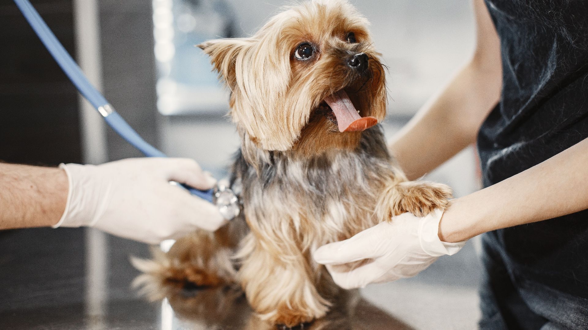 Adorable Yorkshire Terrier receiving a medical checkup at a vet clinic.