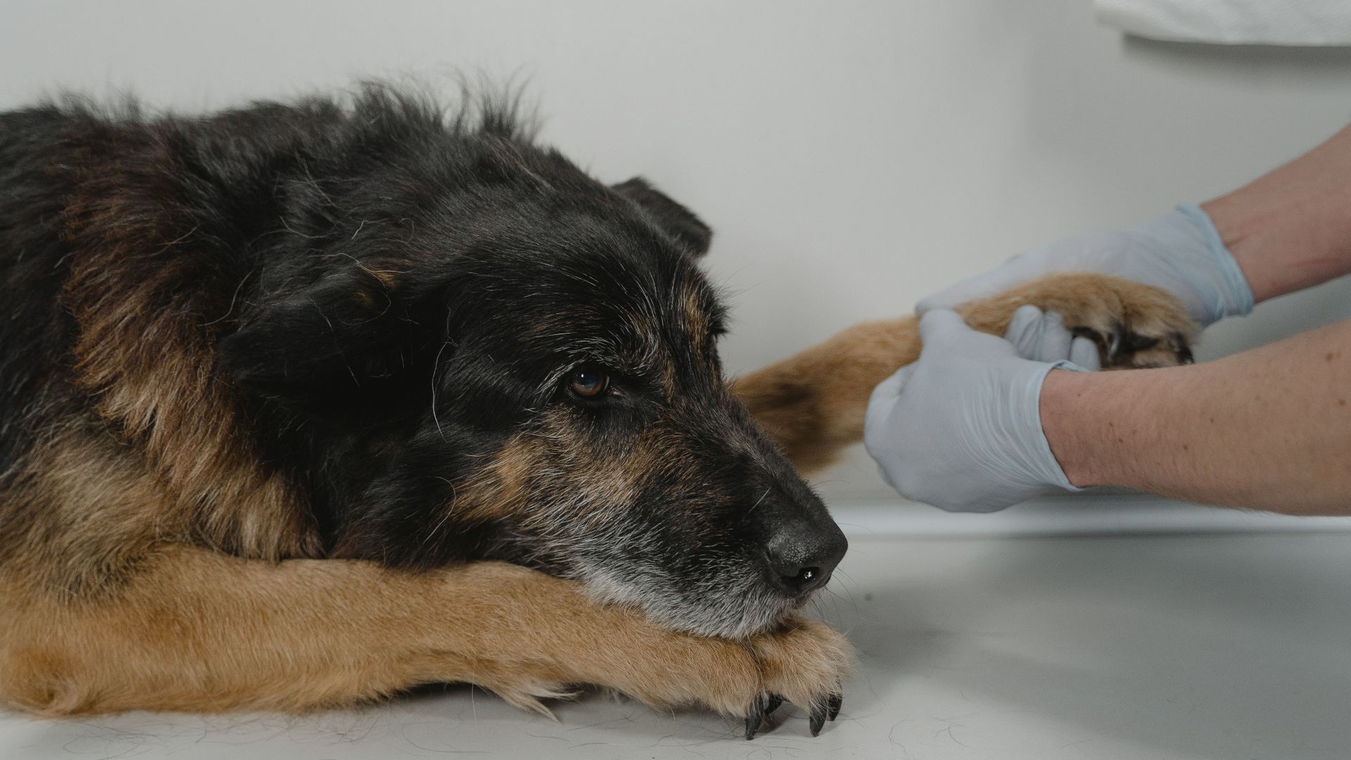 A veterinarian examines a relaxed dog's paw on a white table indoors.