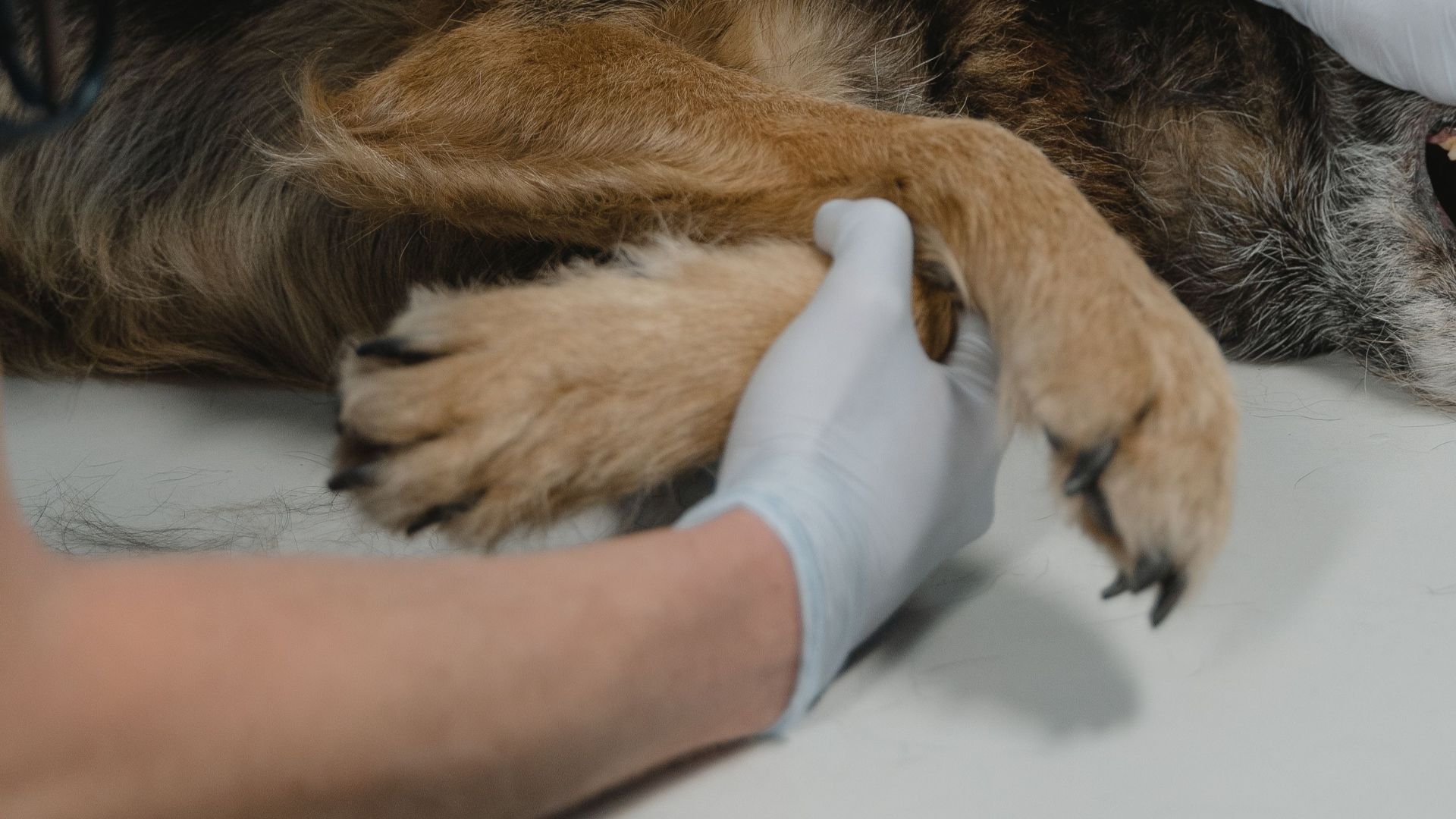Veterinarian examines a German Shepherd's teeth during a routine checkup in a clinic.