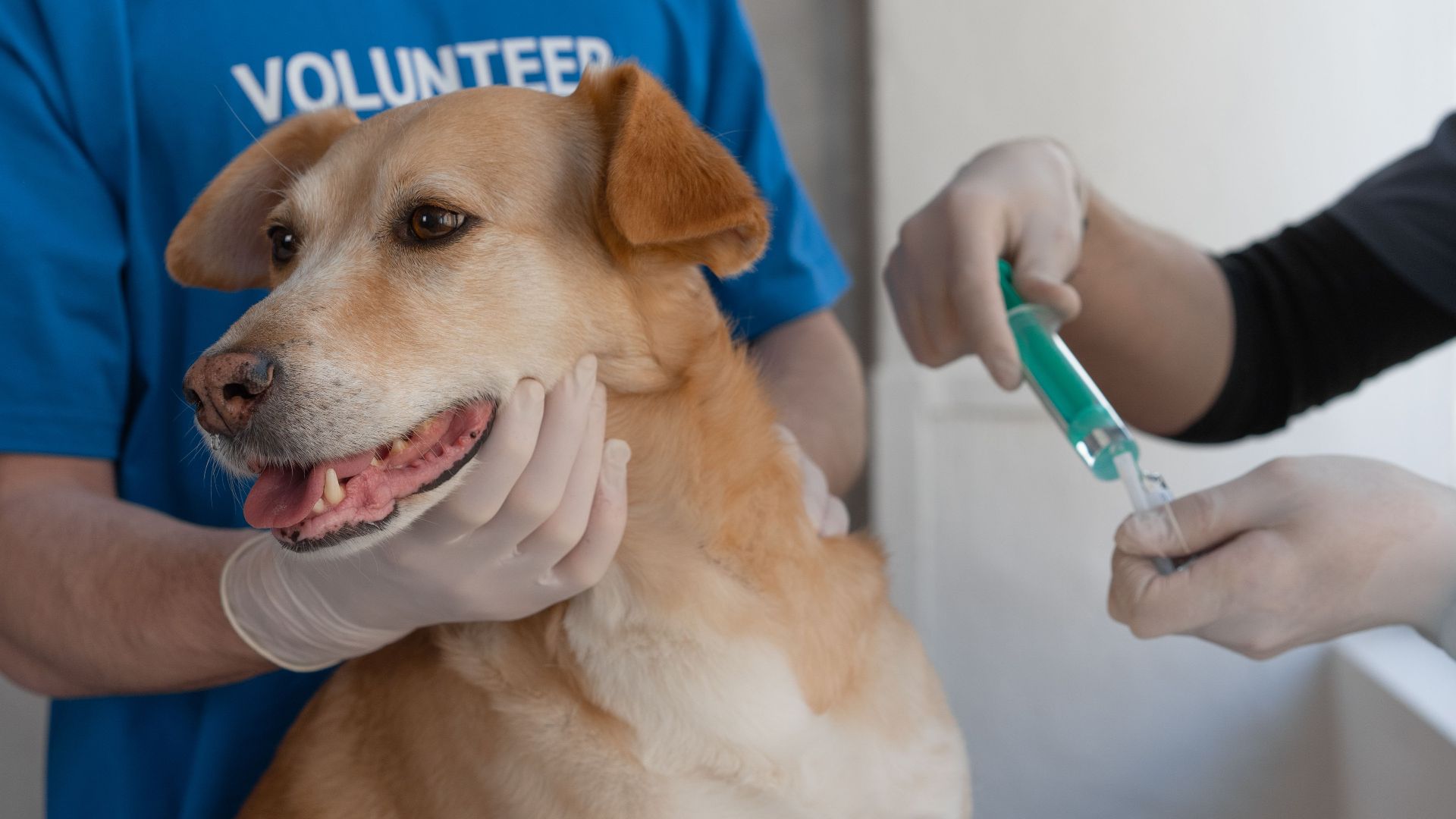 Veterinarian giving a vaccination to a dog being held by a volunteer in a clinic.