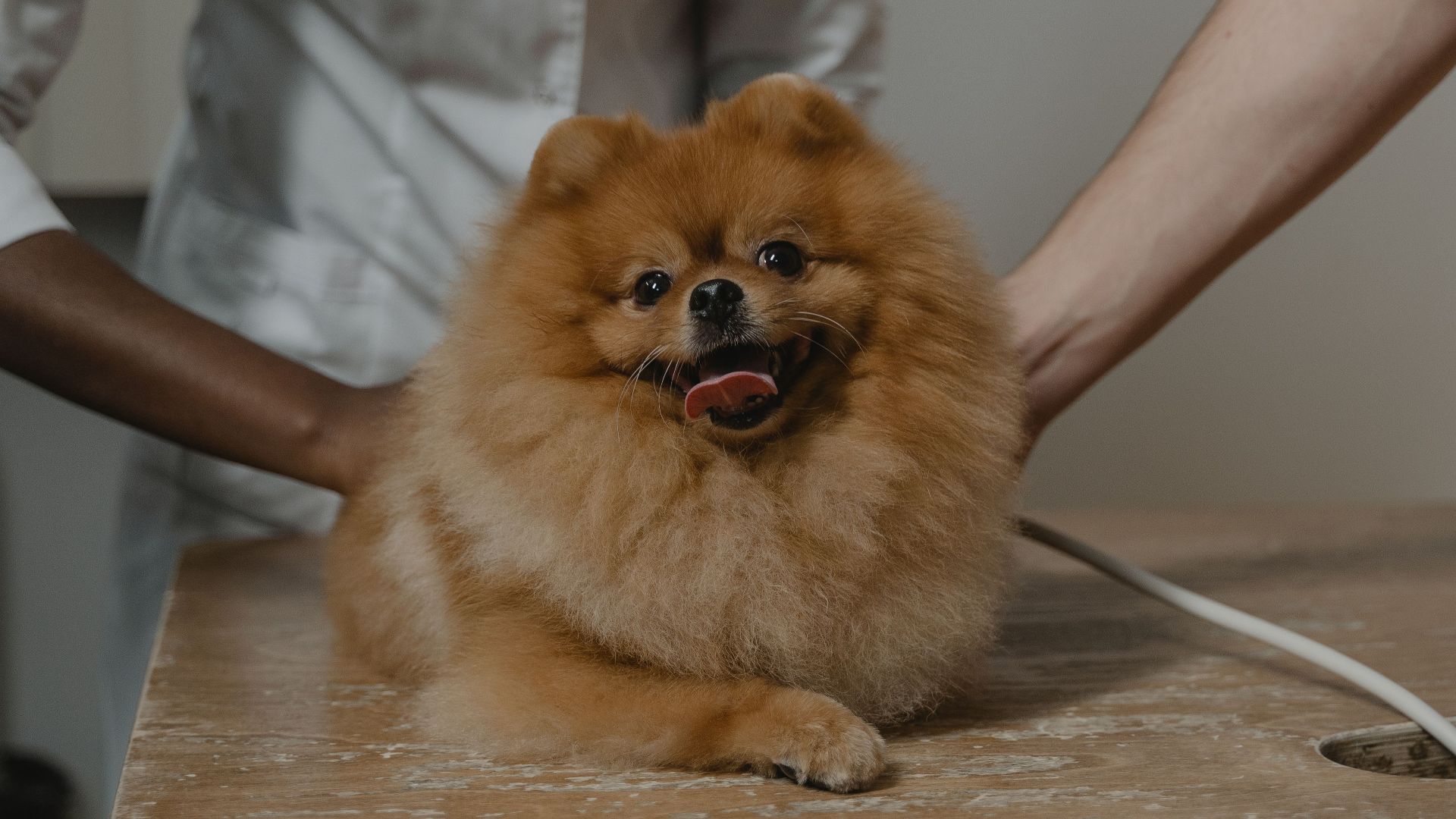 Cute Pomeranian dog lying on a vet's table, surrounded by veterinarians.
