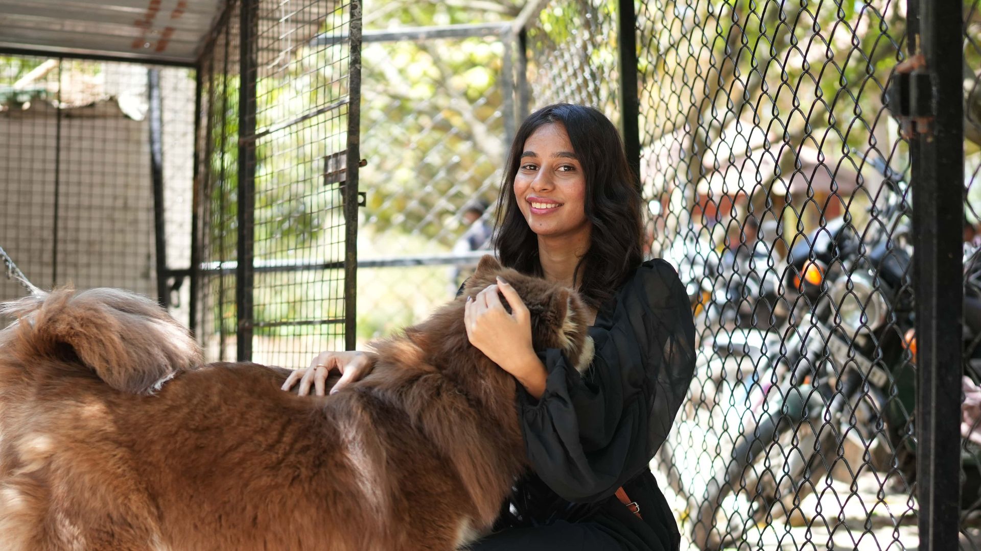 A woman interacts with two fluffy dogs in an outdoor kennel on a sunny day.