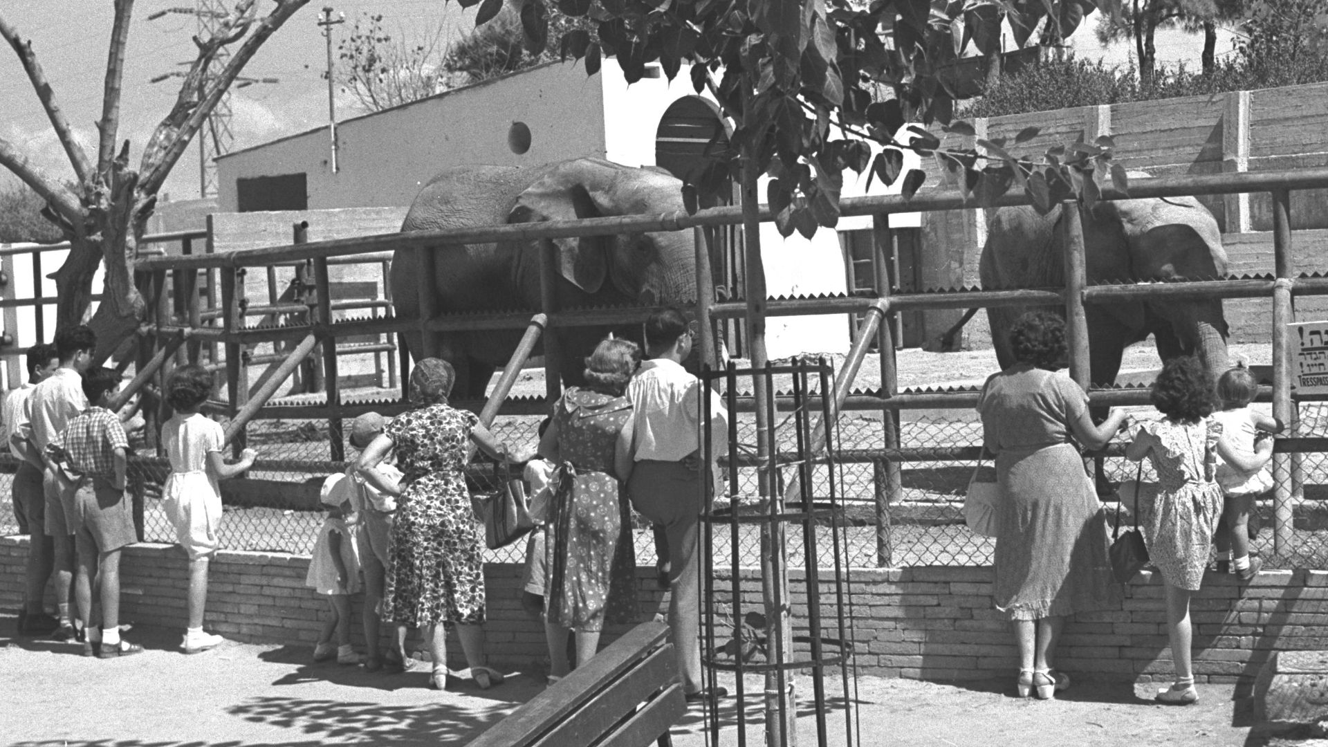 Original Description: CROWDS VISITING THE ELEPHANTS AT THE TEL AVIV ZOO.