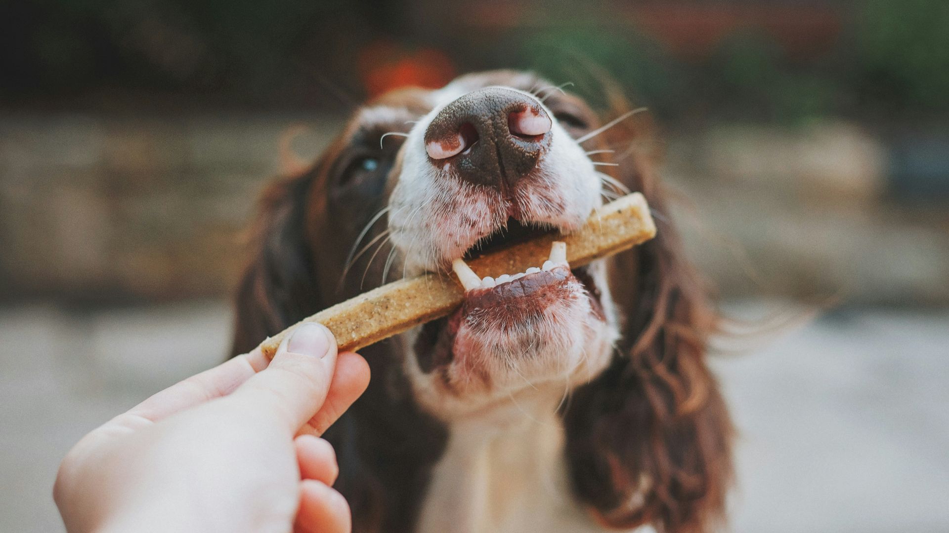 person holding brown wooden stick with white and black short coated dog