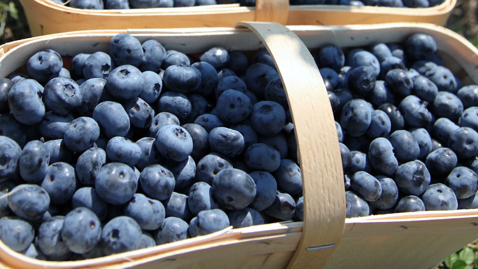Particularly big variety of blueberries in traditional hand-crafted wooden baskets during the harvest season in August on a blueberry plantation. This farm is situated on Île-d'Orléans island, which is specialized on little berries in Québec, Canada.