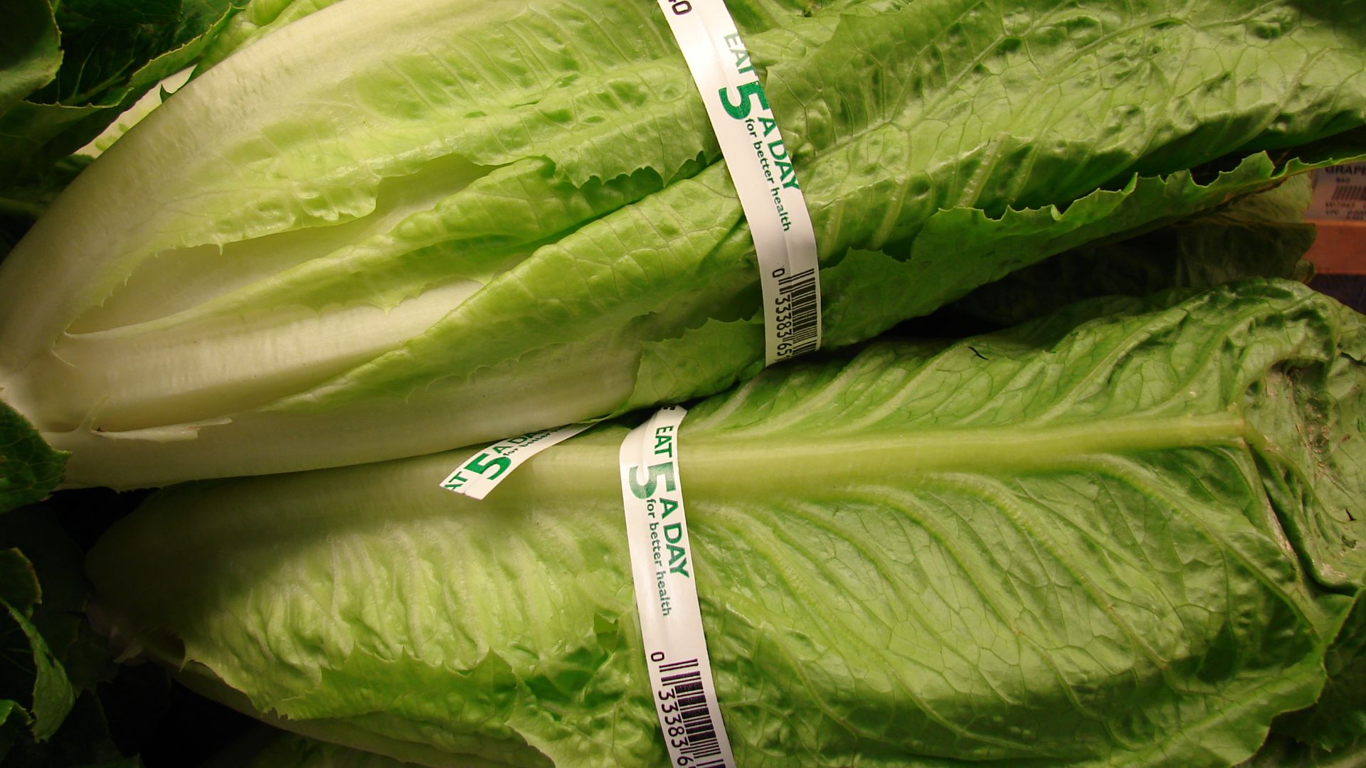 Lactuca sativa (Romaine variety). Location: Maui, Foodland Pukalani