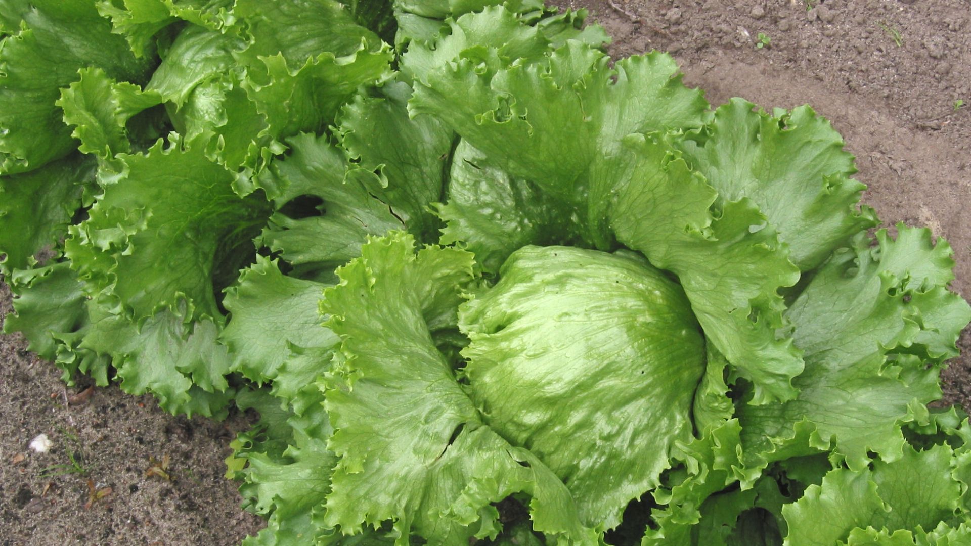 (nl: IJssla krop)Iceberg lettuce