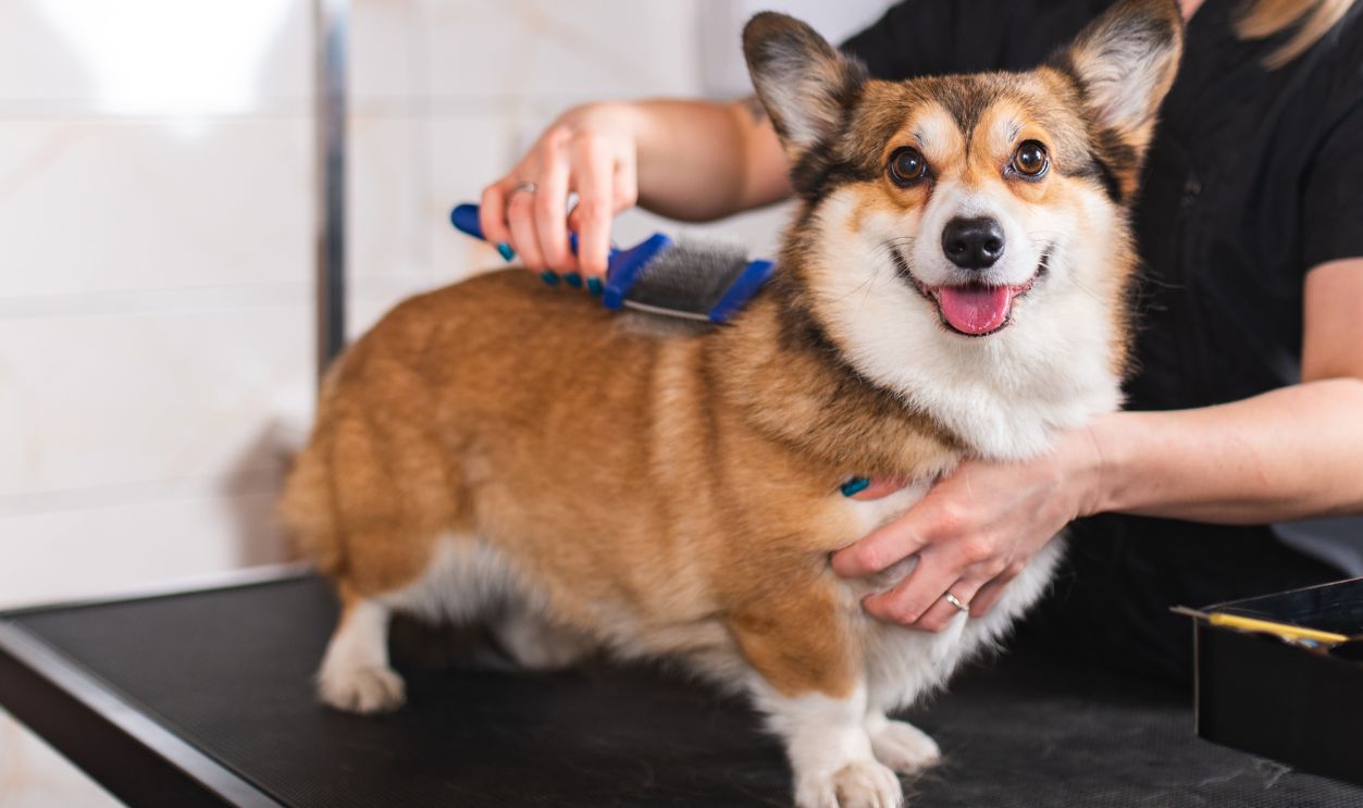 Welsh corgi Pembroke being groomed at the pet grooming spa