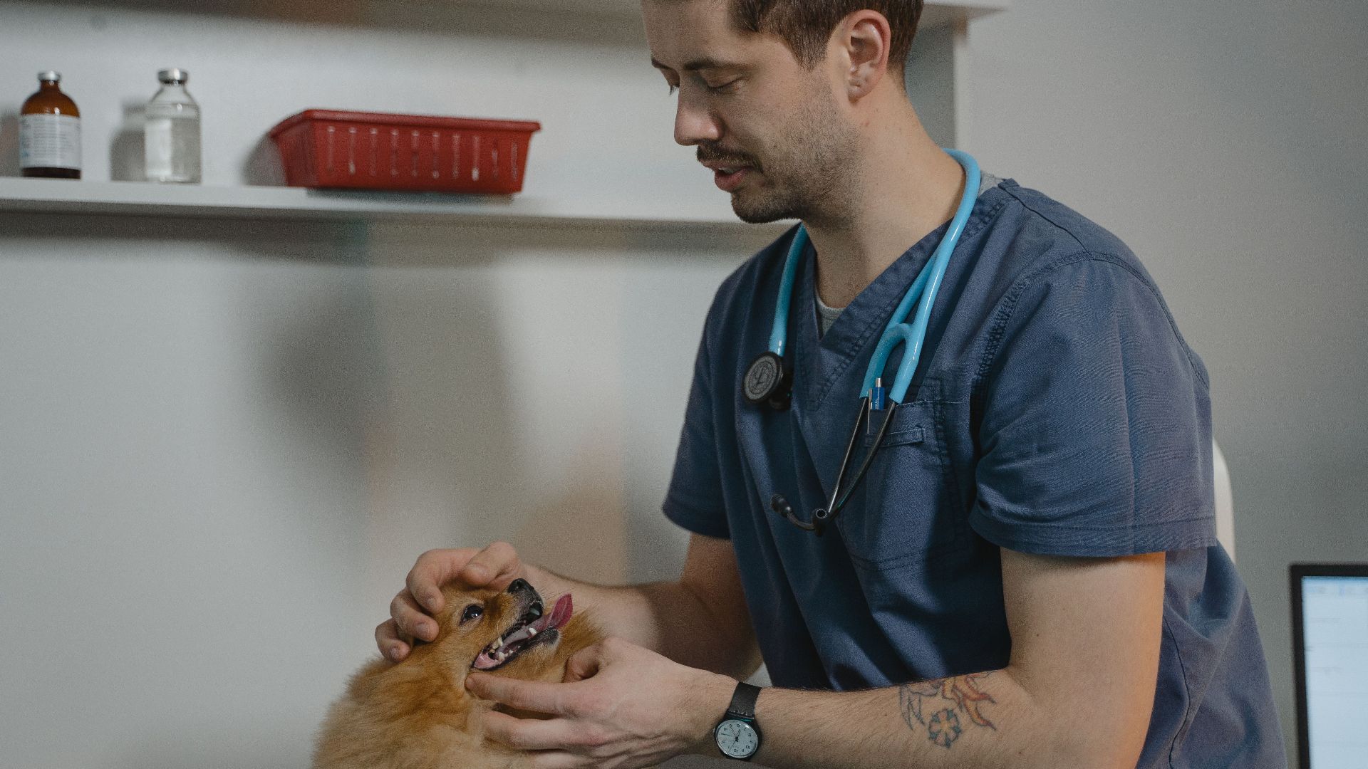 Vet examines a Pomeranian dog in a clinic setting, showcasing animal care.