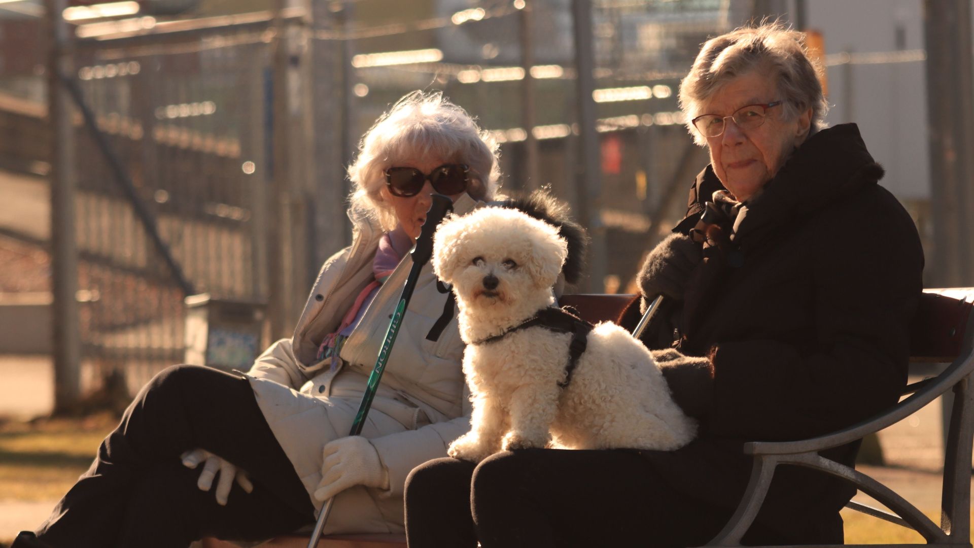 Senior women enjoying a sunny day with their Bichon Frise on a park bench in Gothenburg, Sweden.