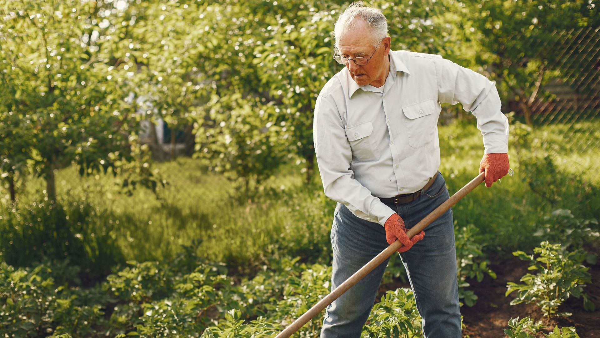 Elderly man tending to vegetable garden with a rake on a sunny day, showcasing active lifestyle and gardening.