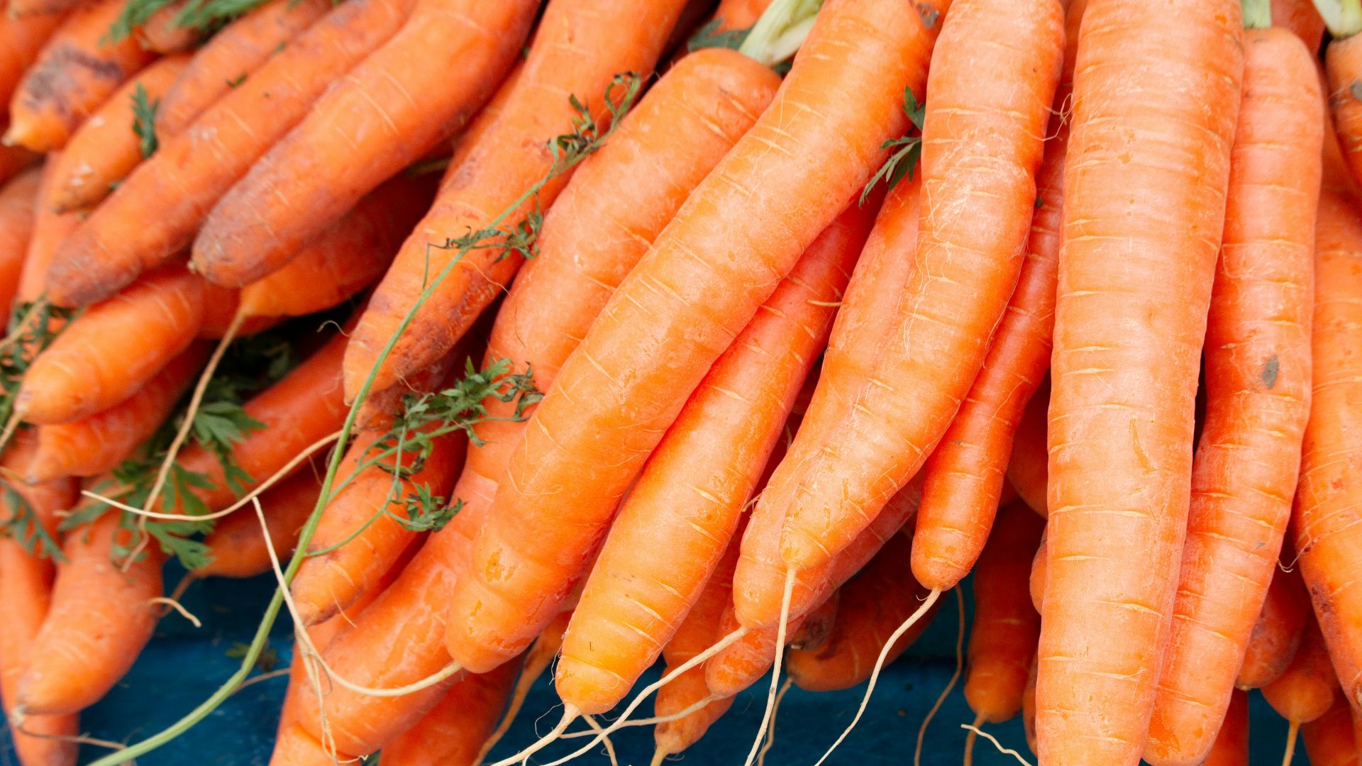 A pile of fresh orange carrots with green tops on a blue surface