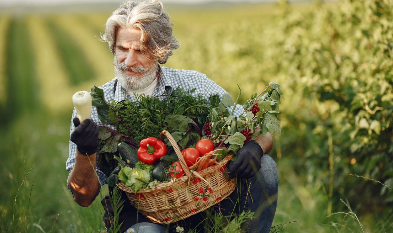 An elderly farmer gathers fresh vegetables in a sunny countryside field