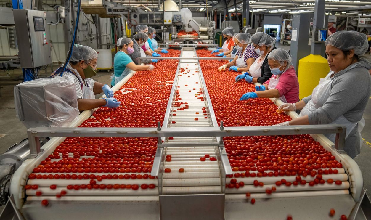 Employees sorting cherry tomatoes on a conveyor belt
