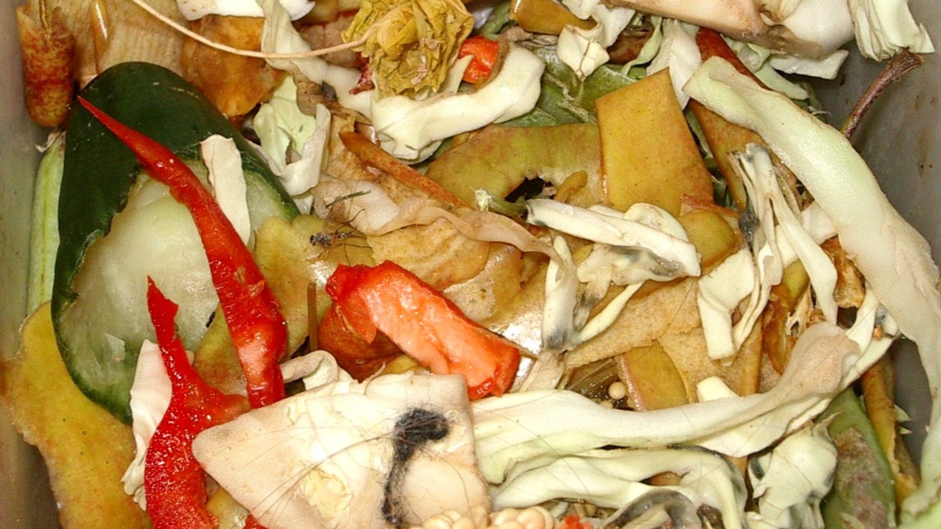 Biodegradable waste in a trashcan.