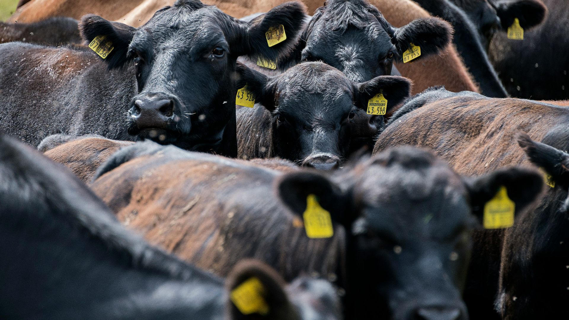 black and brown cows on brown field during daytime