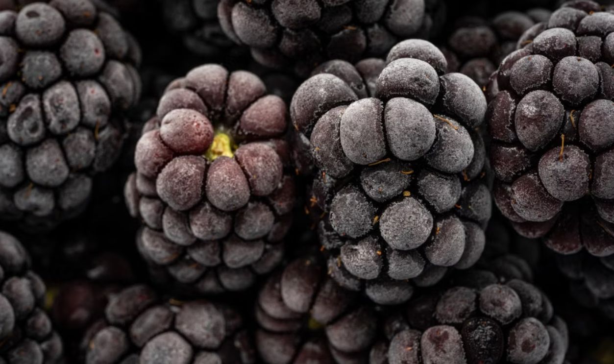 Macro shot of frosted blackberries, highlighting texture and freshness.