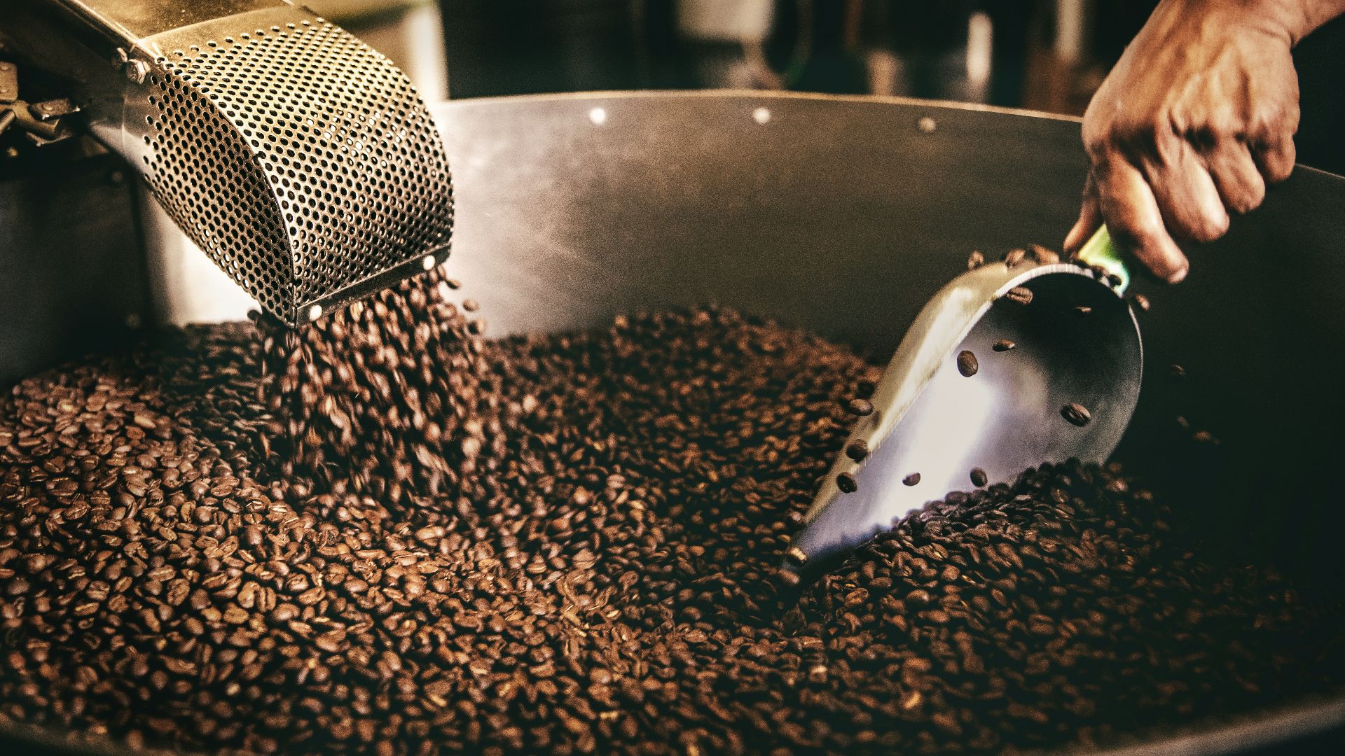 A person using a metal scoop to stir roasted coffee beans in Playa del Carmen
