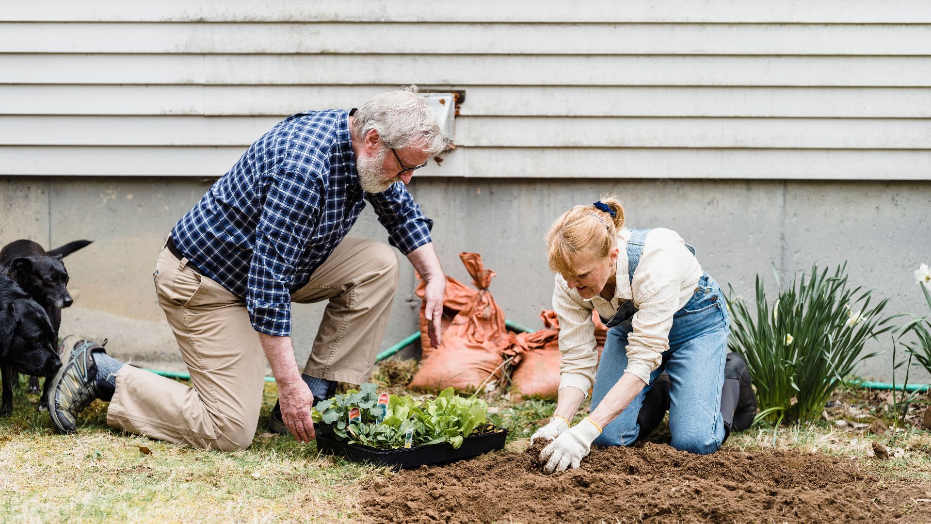 Elderly couple enjoying gardening, planting seedlings in their backyard on a sunny day.
