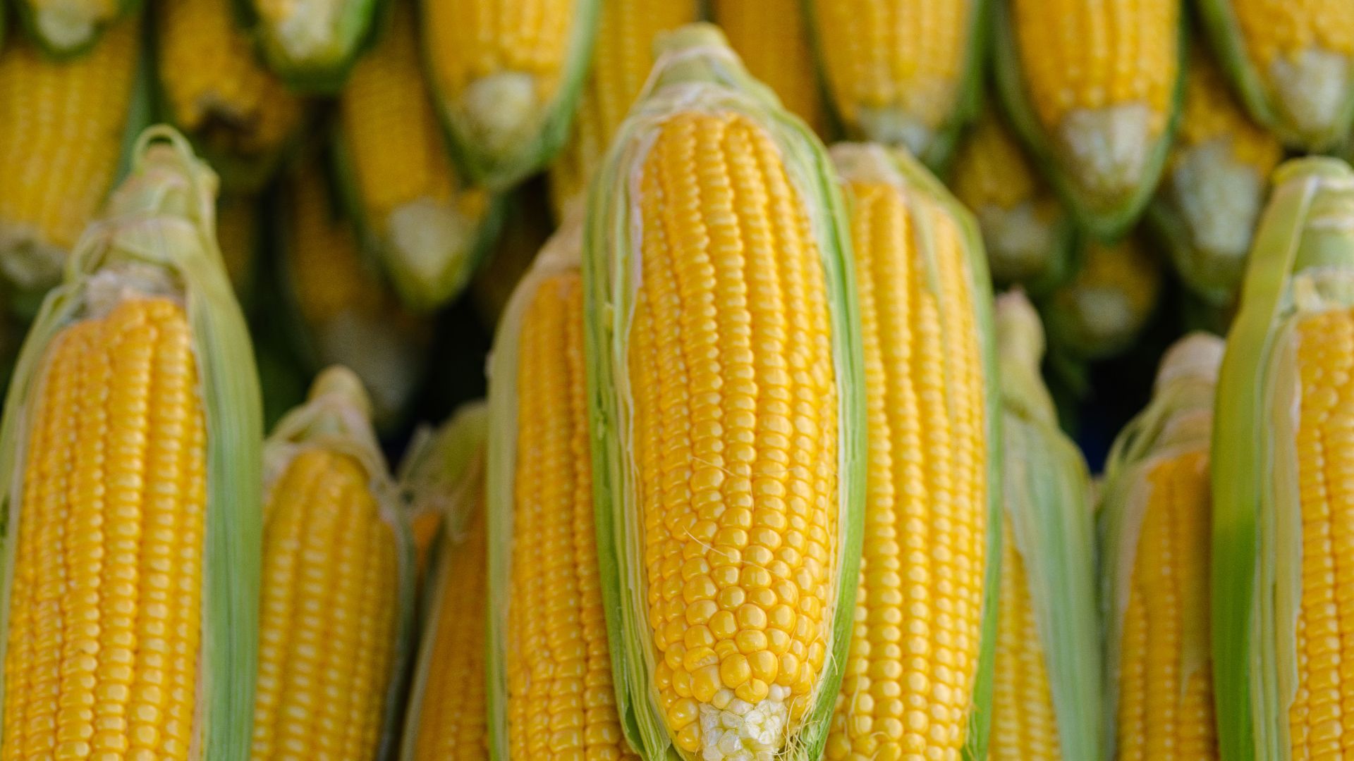 Close-up of fresh corn on the cob, showcasing vibrant yellow kernels and green husks.