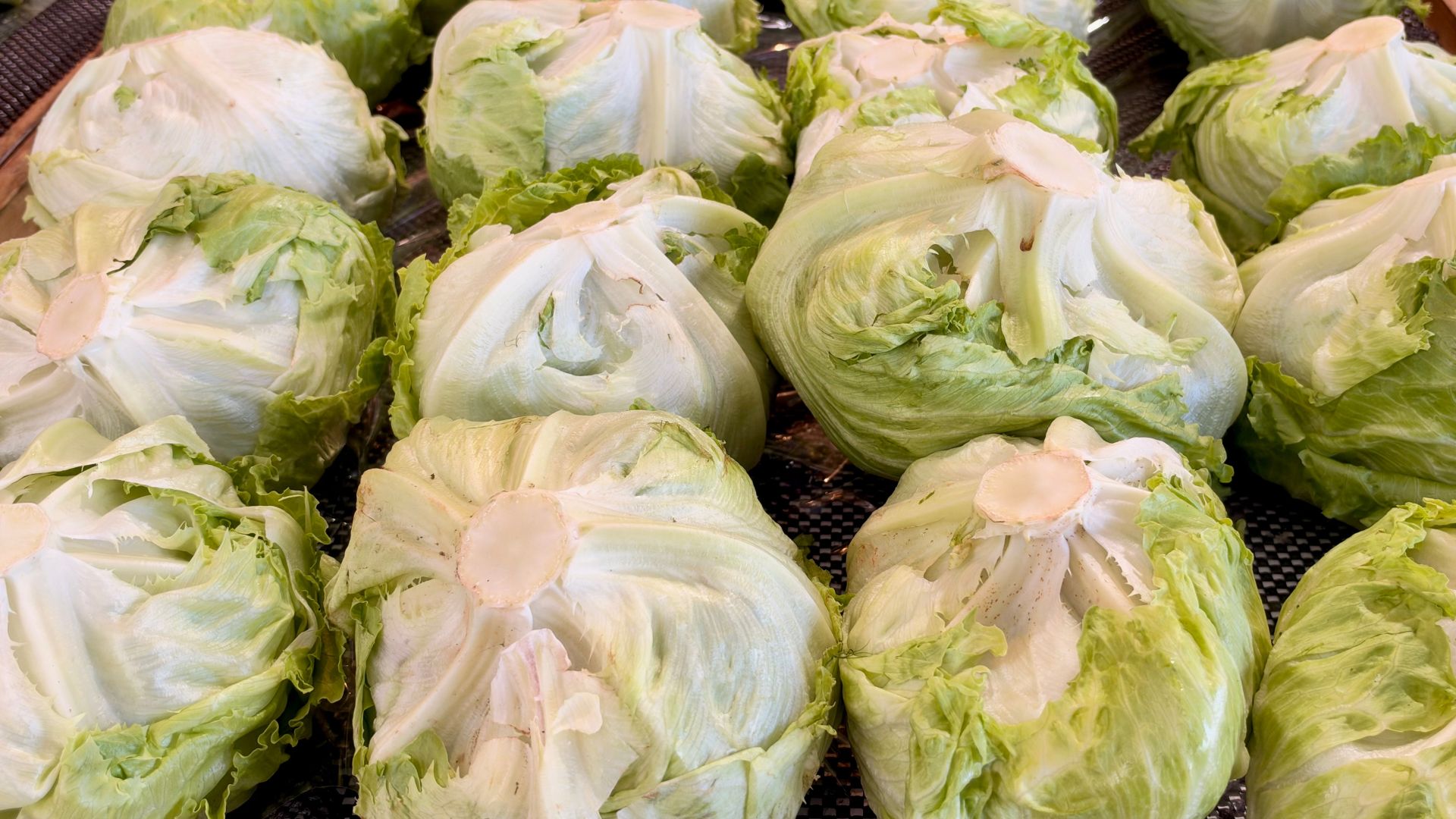Vibrant display of fresh iceberg lettuce heads at a local market in Narre Warren.