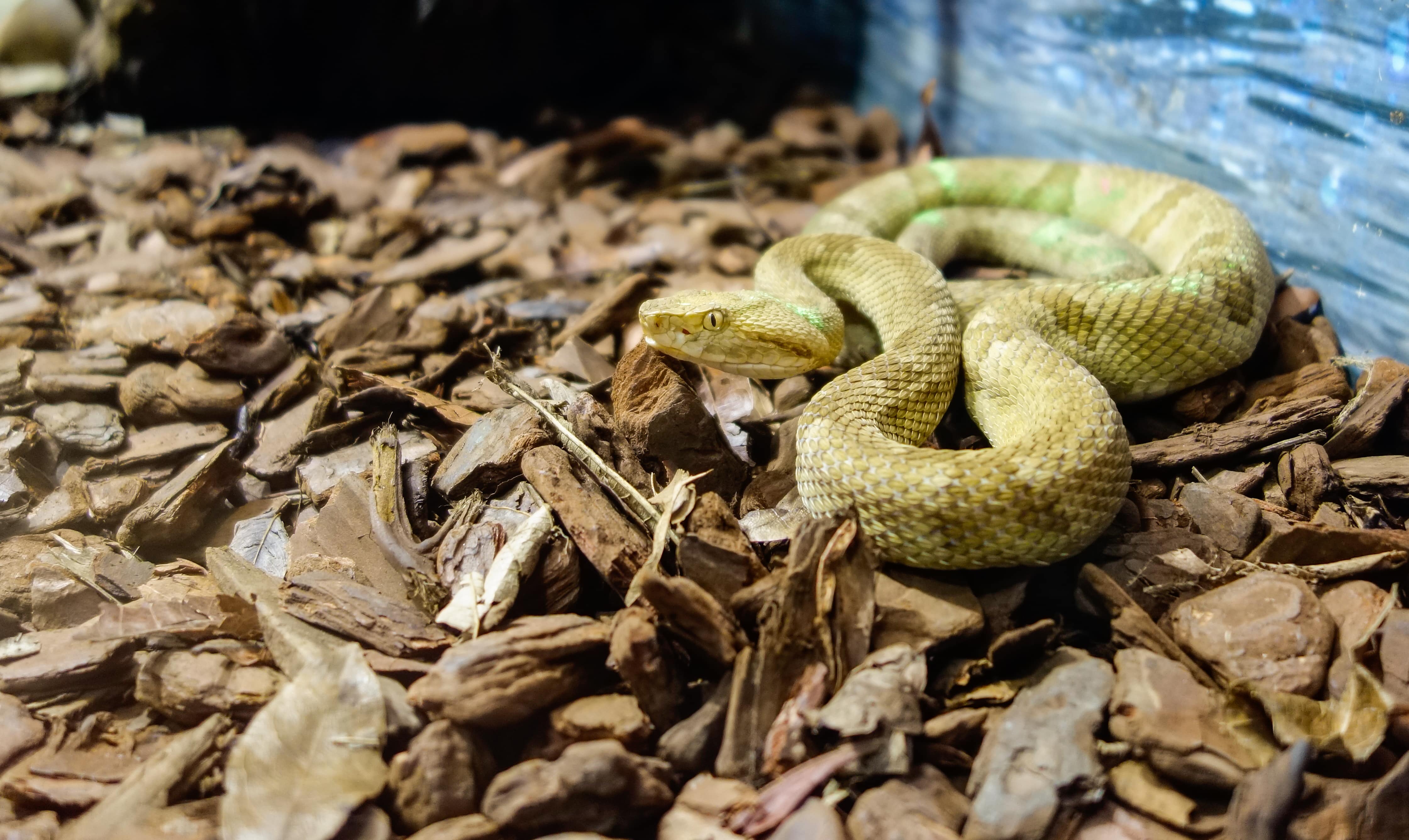 Golden Lancehead Snake