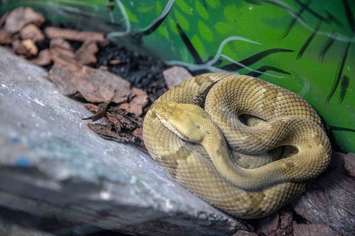 Golden Lancehead Snake